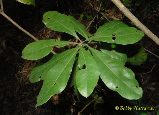 {Morella caroliniensis}